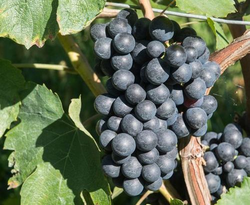 Гаме (Gamay) - VINO.UA - Интернет-магазин вина и крепкого алкоголя