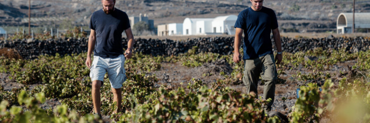 Исторические виноградники Санторини борются с изменением климата и развитием туризма