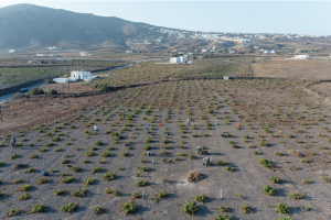 Історичні виноградники Санторіні борються зі зміною клімату та розвитком туризму