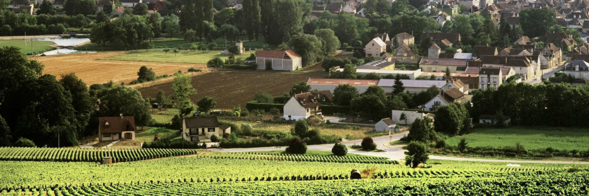 Шаблі адаптує правила ведення виноградарства, щоб підготуватися до майбутніх кліматичних викликів