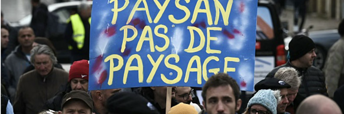 Виноделы Бордо столкнулись с невозможным выбором